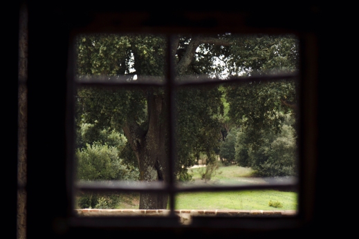 Imagen de un bosque a través de una ventana